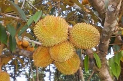 Bibit Durian Musangking logo