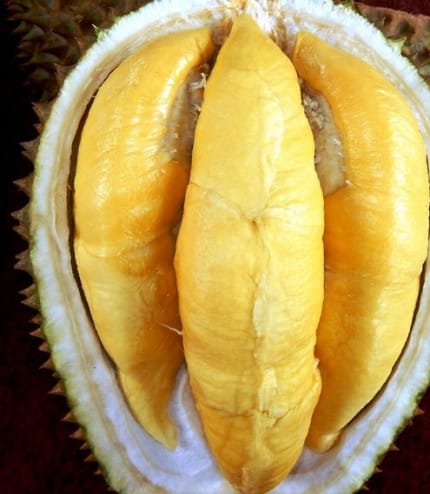 Bibit Durian Musangking