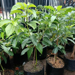 BIBIT ALPUKAT SUPER JUMBO 