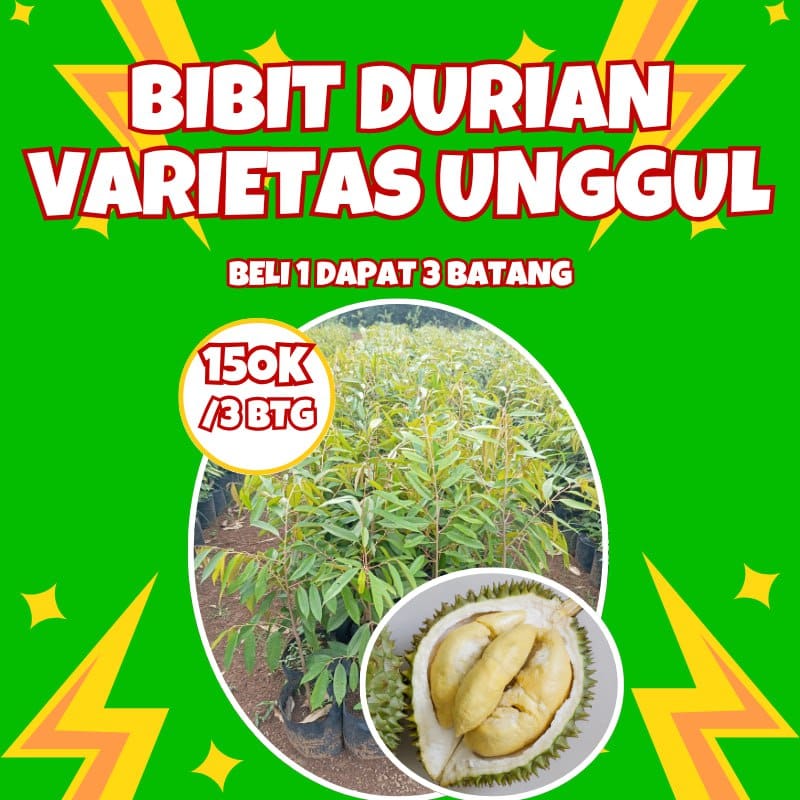 Bibit Durian Varietas Unggul Beli 1 Dapat 3 Batang logo