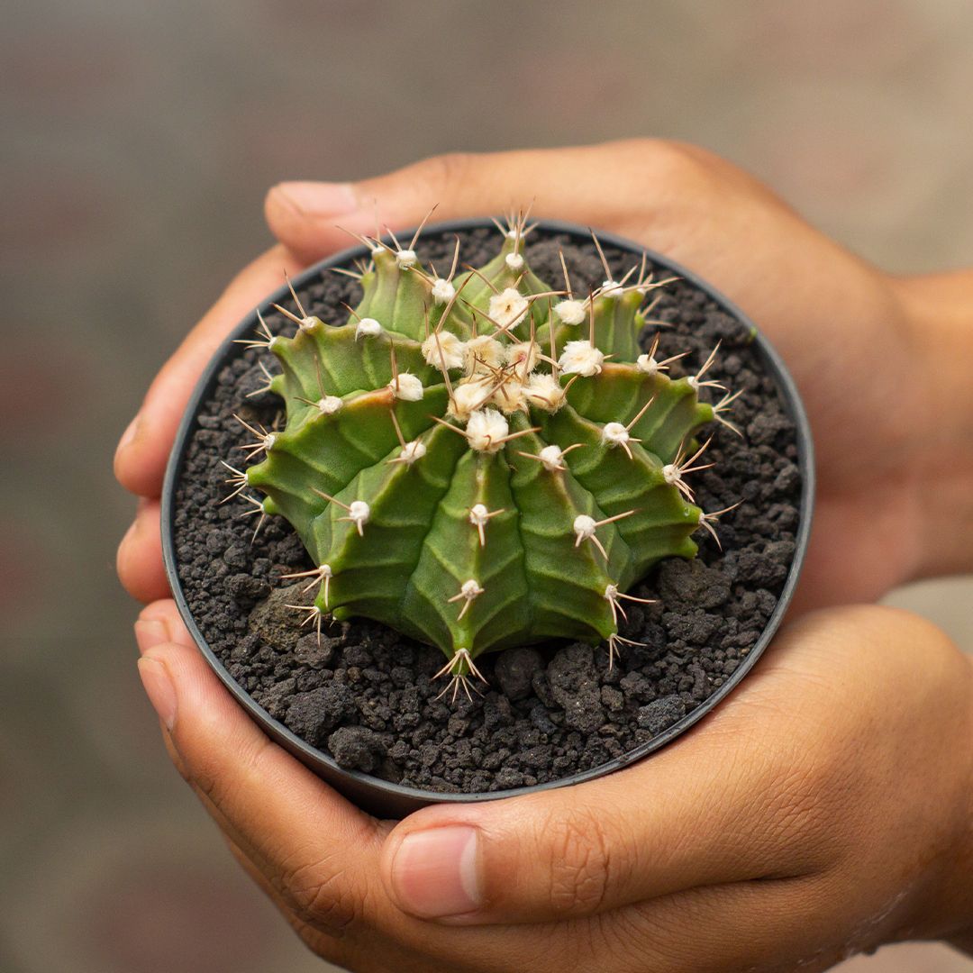 Toshakda rus xotinlari porno Semiz arablar bilan porno