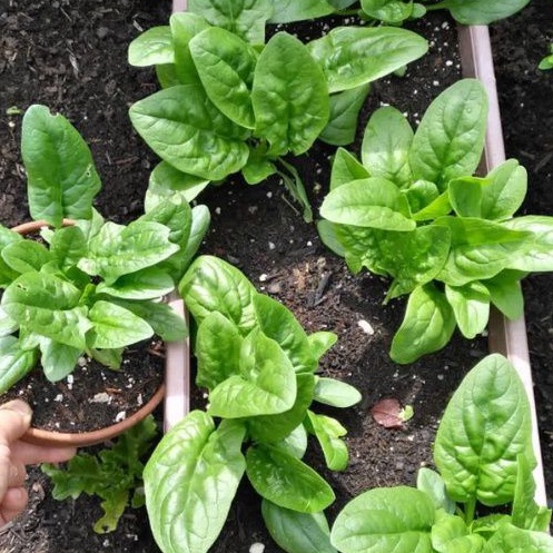 SBTE | Sayur Benih Tunas Emas | GN 1