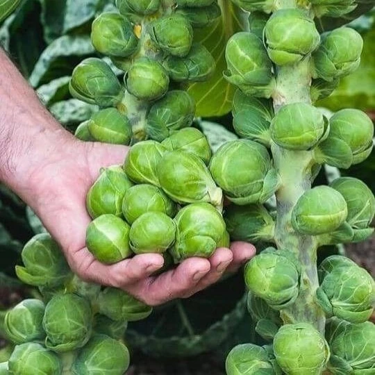 MINI CABBAGE SEEDS - KN logo