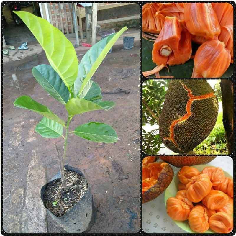 Bibit Nangka Merah premium logo