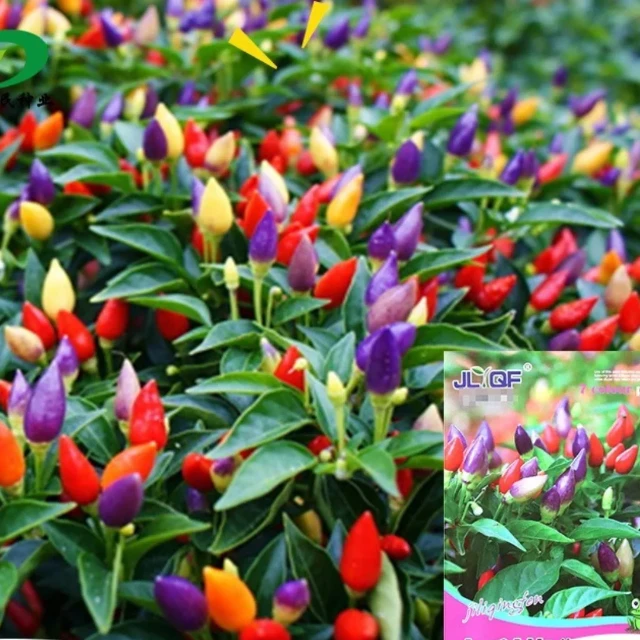 Benih Cabai Pelangi PREMIUM - X1 LD logo