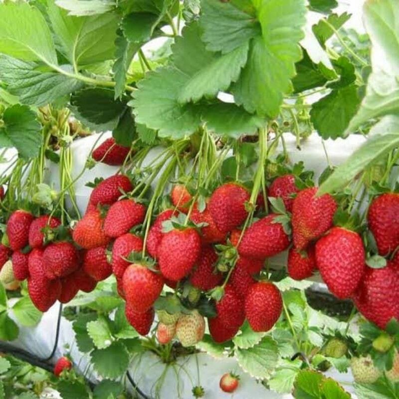 BENIH STRAWBERY KOREA logo