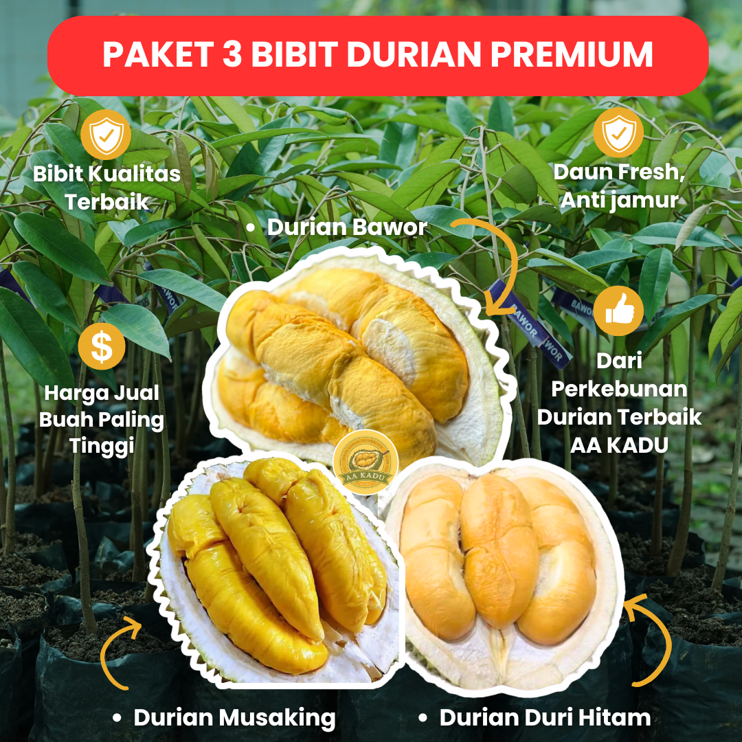Paket 3 Bibit Durian Premium by AADUREN Tasikmalaya - DGMT logo