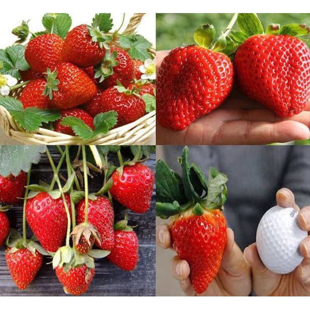 BENIH STRAWBERY KOREA