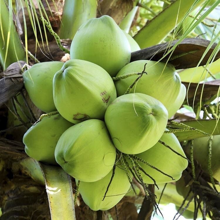Bibit Kelapa Wulung gg adt