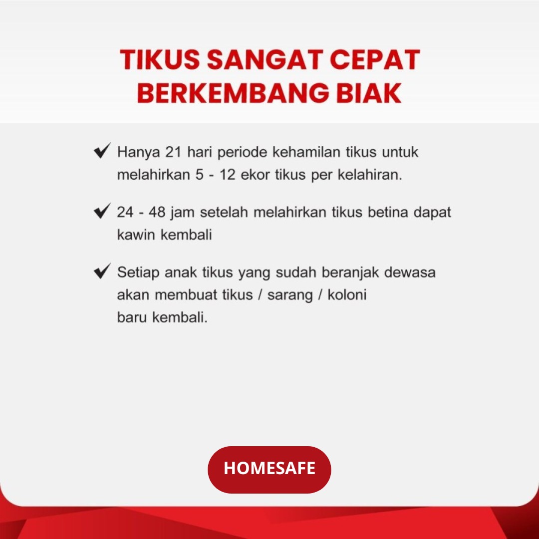 racun tikus -tt - ayu 21