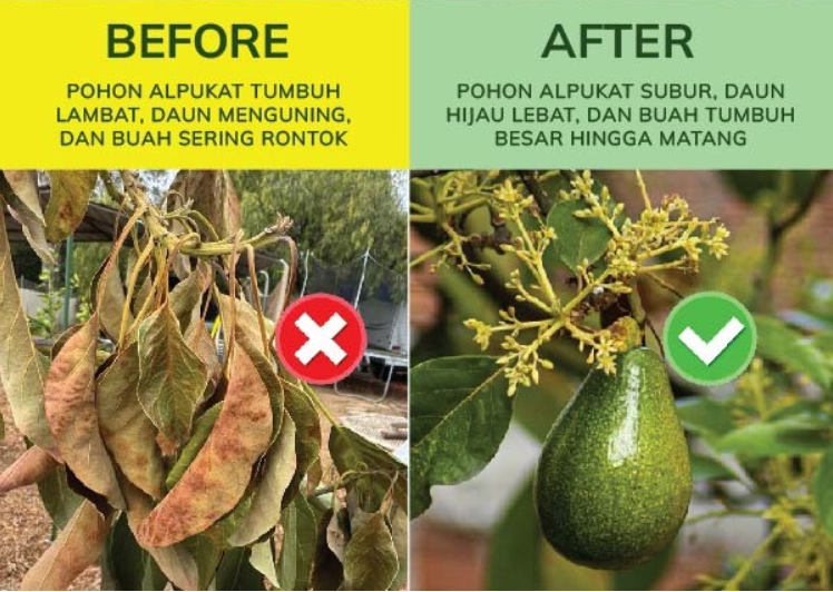 AVOGROW (Pupuk Alpukat Booster) logo