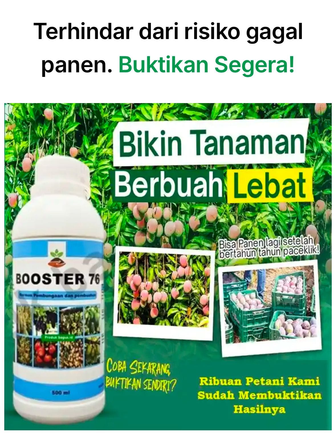 pupuk boster 76 99 ribu dapat 3 logo