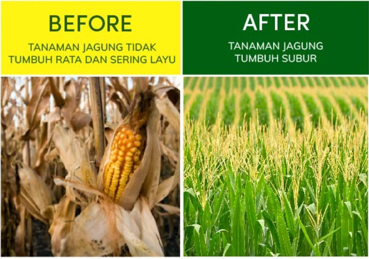 CORNOVA (Benih Jagung Manis) logo