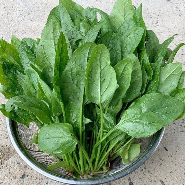 SBTE | Sayur Benih Tunas Emas | GN 1 logo