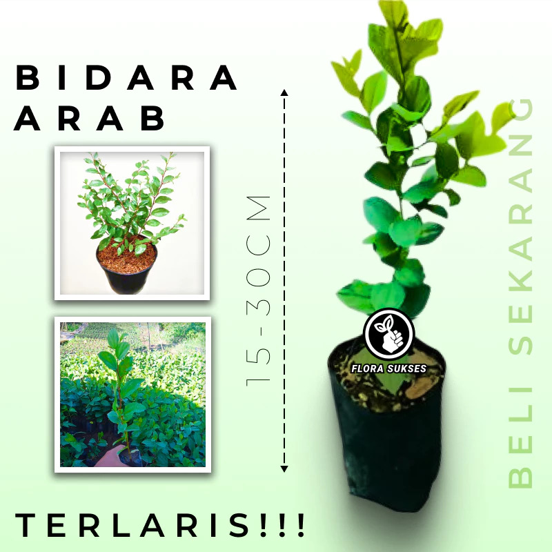 ARABIAN BIDARA SEEDS - KN logo