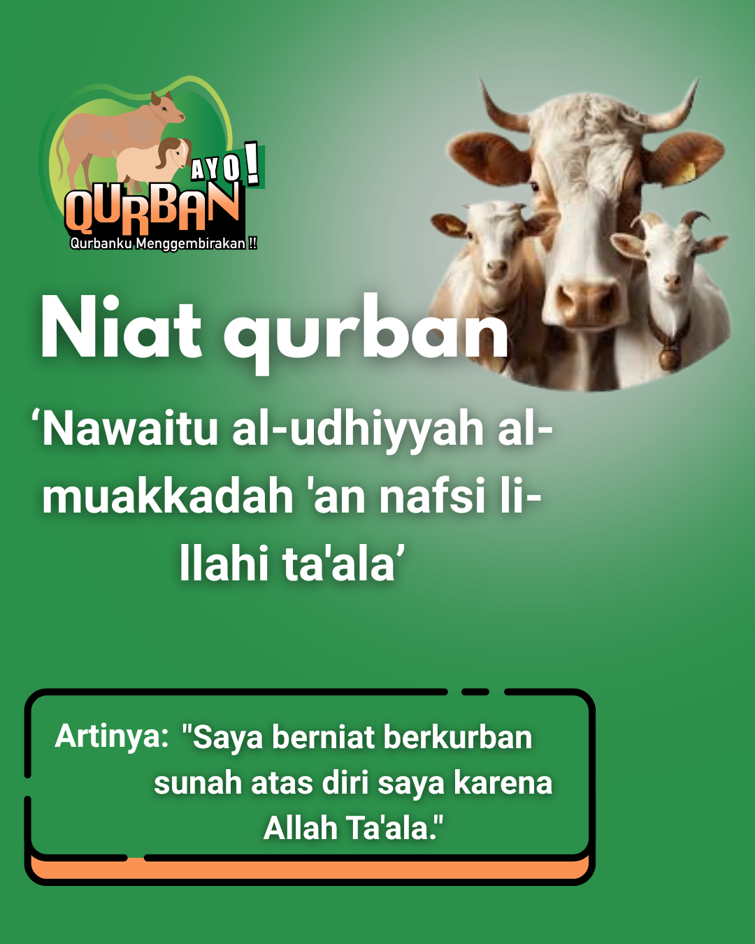 ayo qurban store