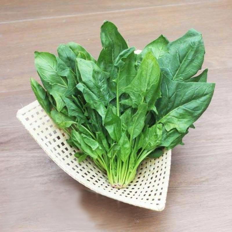 SBTE | Sayur Benih Tunas Emas | GN 1