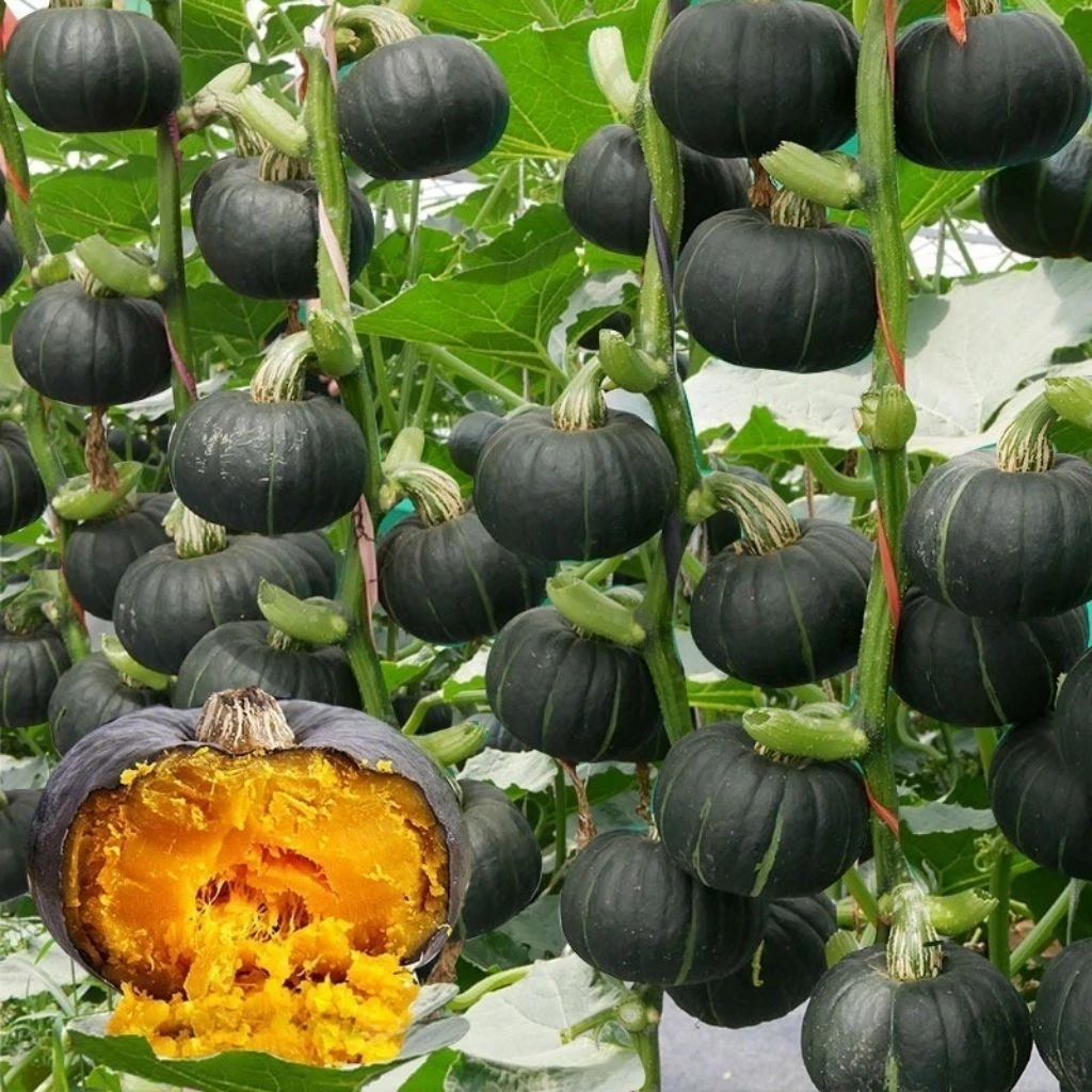 Biji Benih Labu Madu Hitam Daging Super Tebal - X1 YD logo