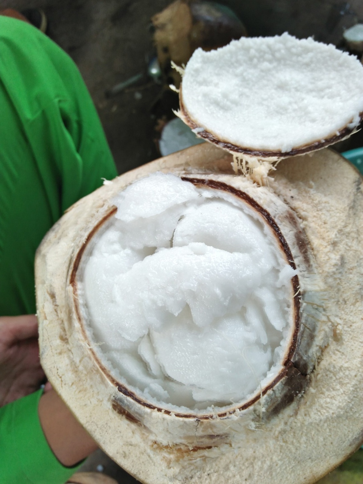 BKJK | BIBIT KELAPA JELLY KOPYOR | G3 logo