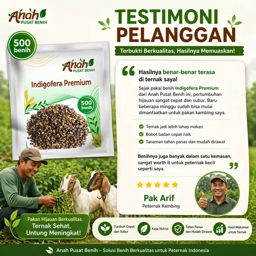 Indigofera Premium
