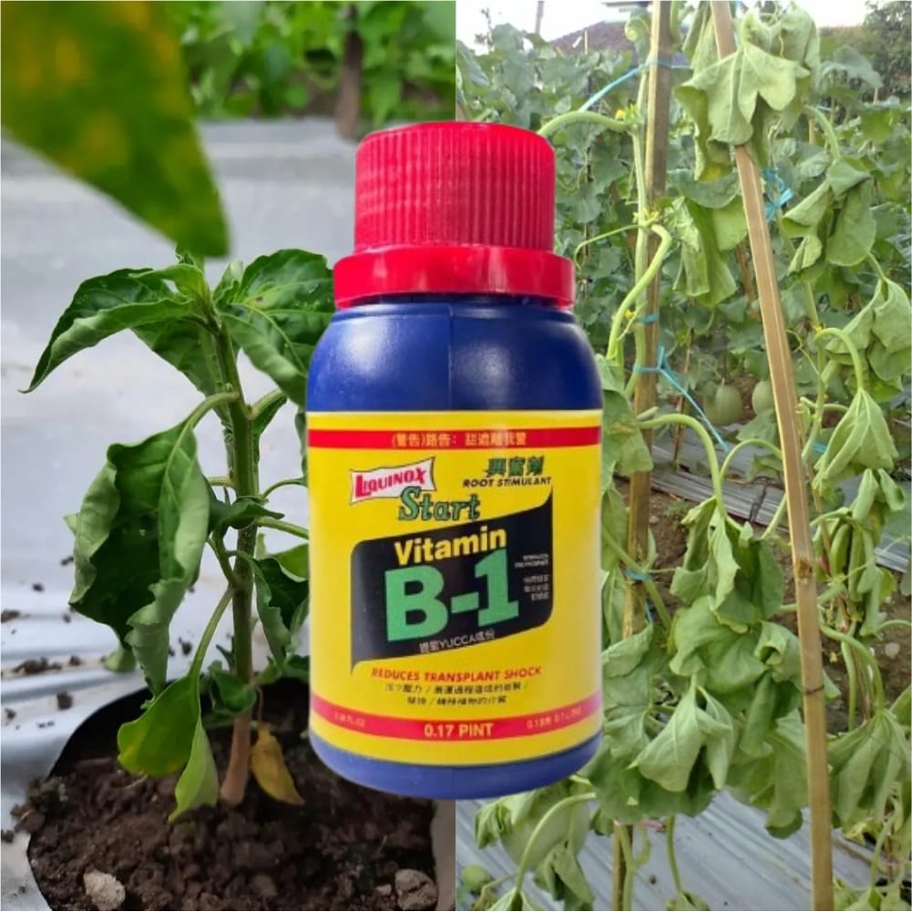 Tiamin B1 Tanaman Anti Depresan E logo