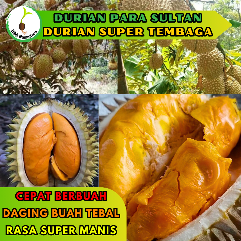 Gambar Utama 1