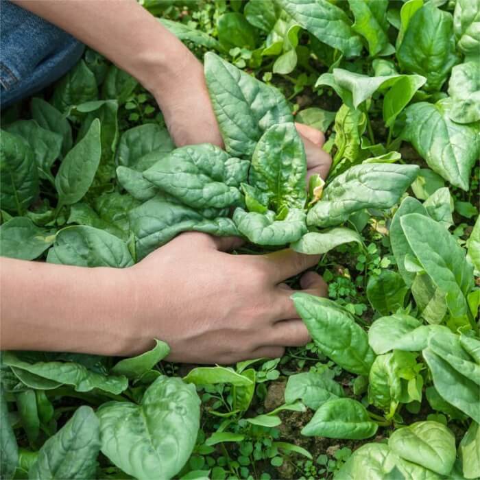 SBTE | Sayur Benih Tunas Emas | GN 1