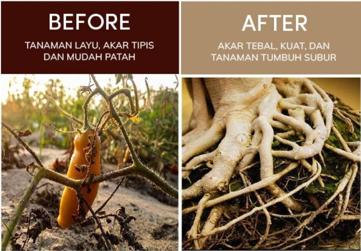 ROOTERA (Perangsang Akar Tanaman) logo