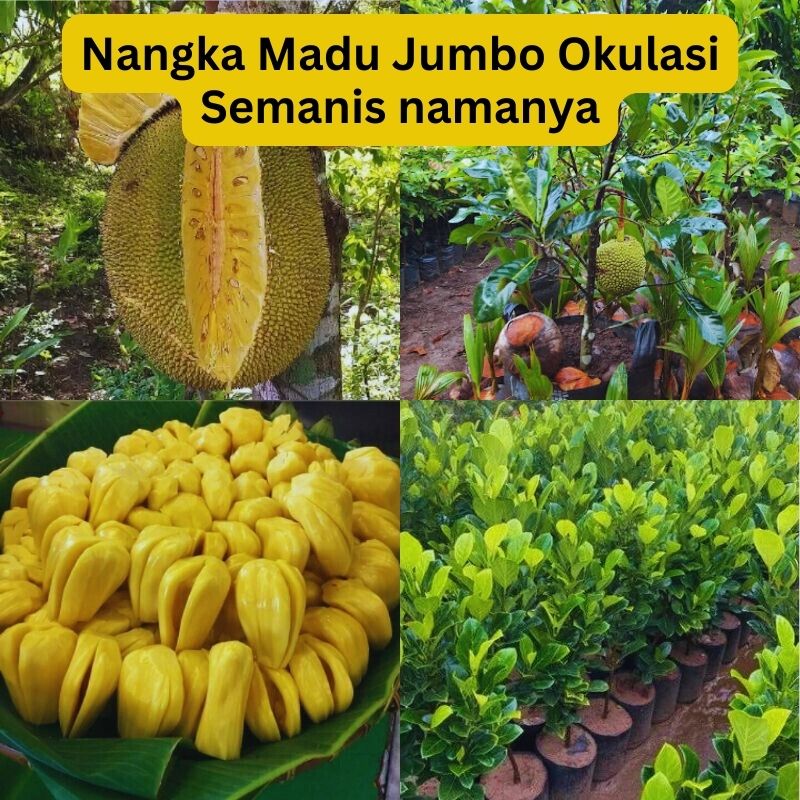 MX-Nangka Madu J33 Okulasi logo