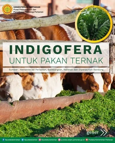 Indigofera Premium
