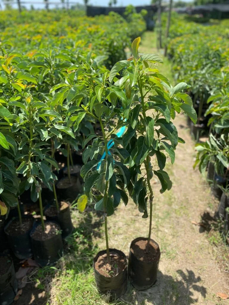 ASV | ALPUKAT SIGER VARIETAS | G1 logo