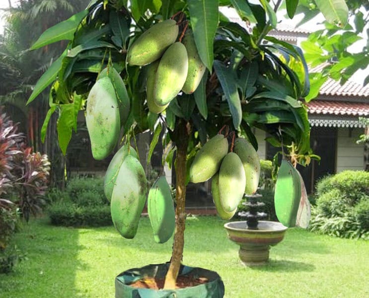 Promo Mangga Mahatir logo