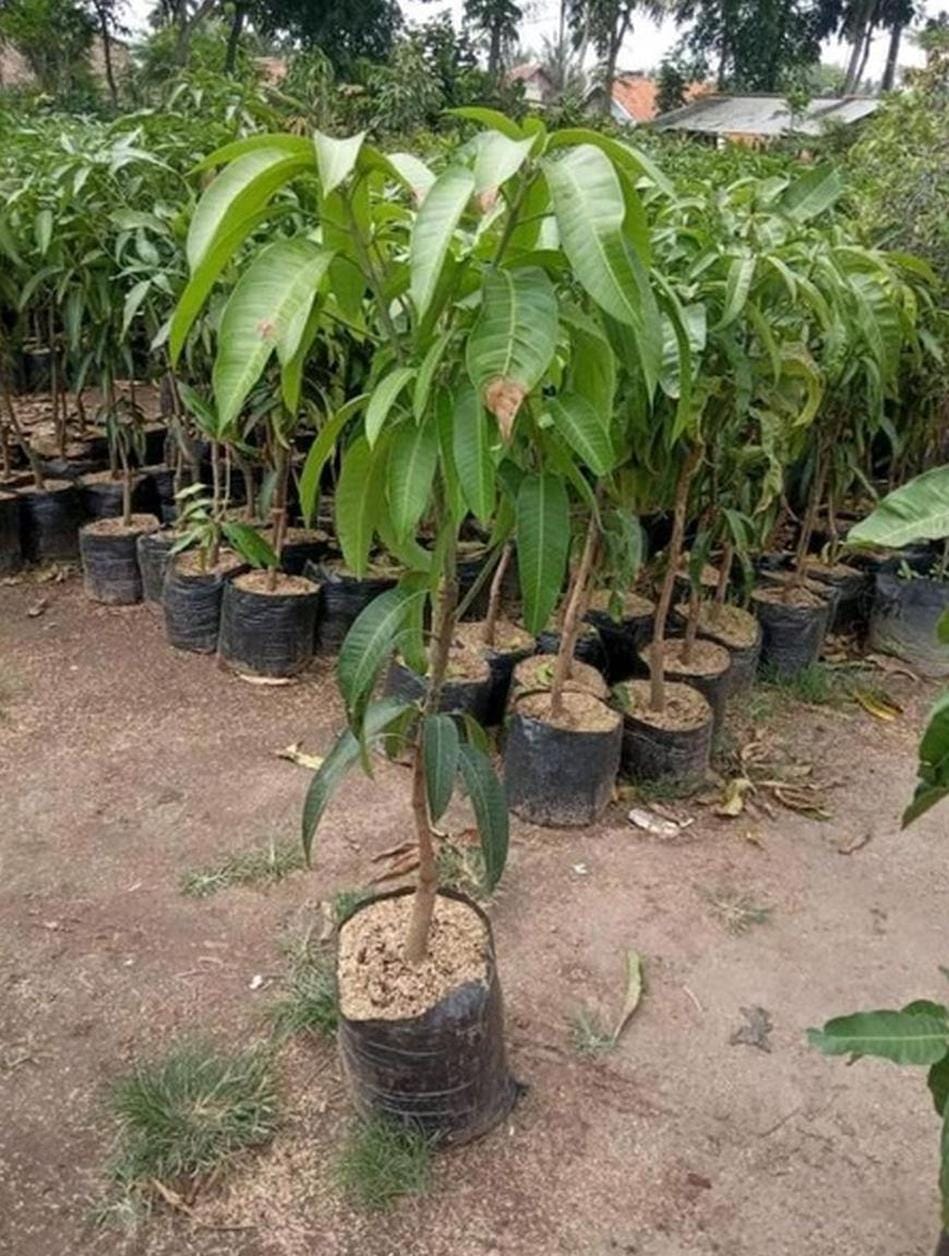 Promo Mangga Mahatir