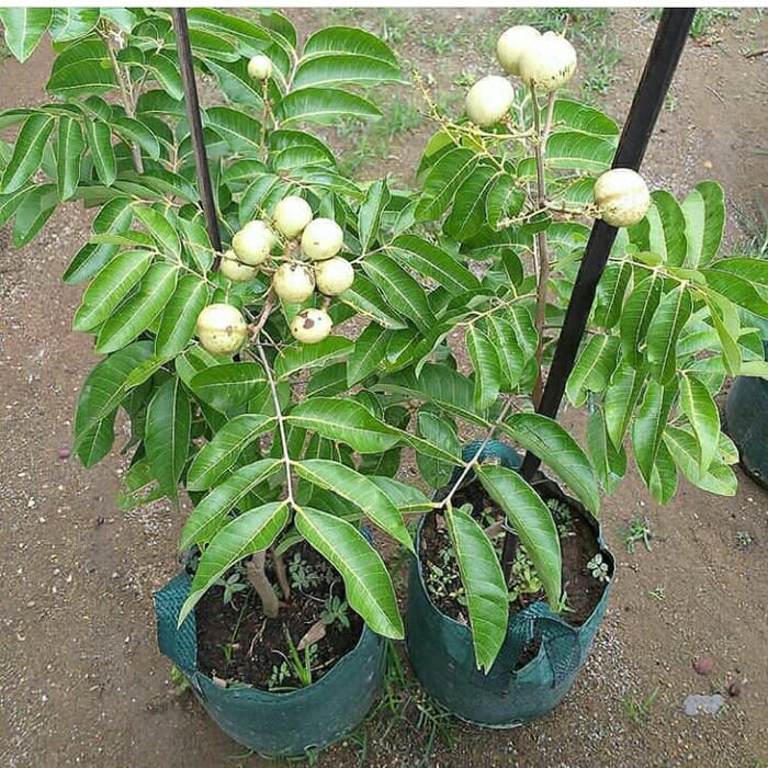 kelengkeng matalada logo