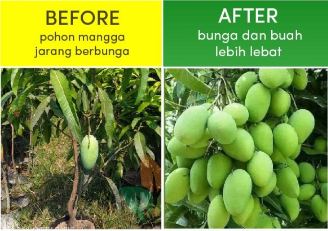 MANGGAGROW (Pupuk Mangga Booster) logo