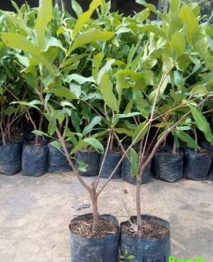 BJAC | BIBIT JAMBU AIR CITRA | G1 logo