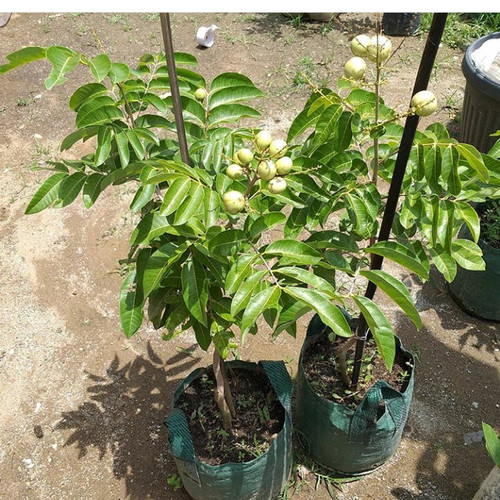 Kelengkeng new kristal logo