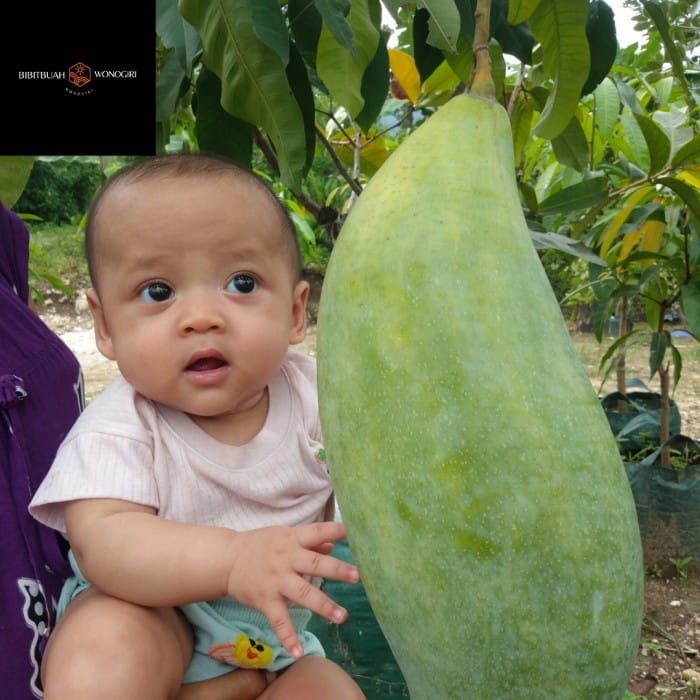Promo Mangga Mahatir
