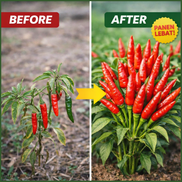 BENIH CABAI SULTAN logo