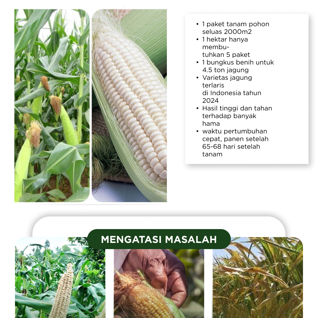 Benih Jagung putih korea logo